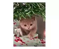 2 purebred British shorthair kittens