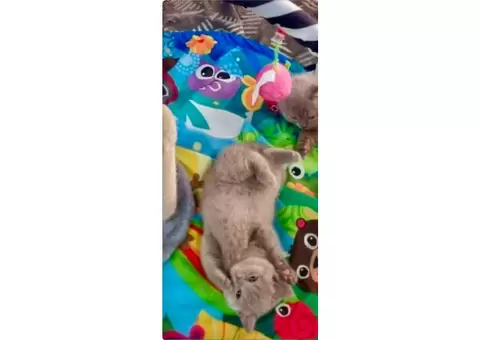 2 purebred British shorthair kittens - 2/7