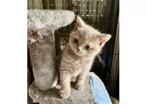 2 purebred British shorthair kittens - 3/7