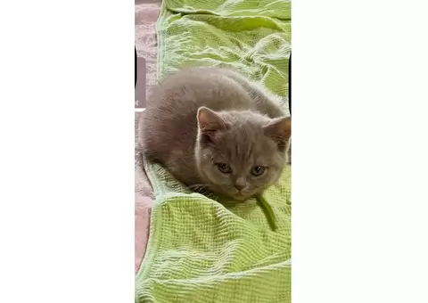 2 purebred British shorthair kittens - 4/7