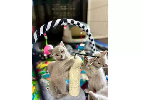 2 purebred British shorthair kittens - 5/7