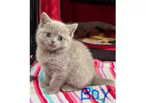 2 purebred British shorthair kittens - 6/7
