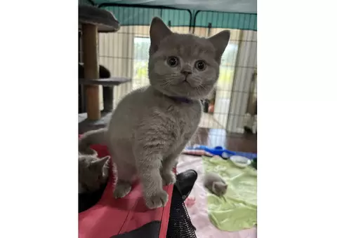 2 purebred British shorthair kittens - 7/7