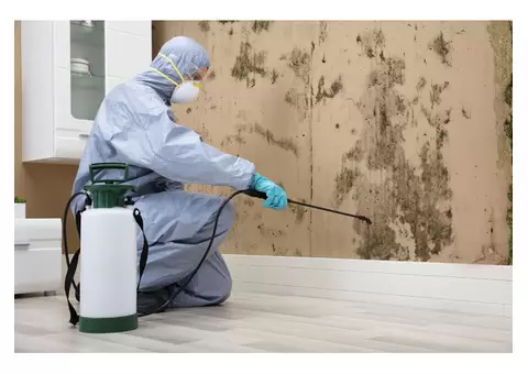 How Often Should You Schedule A Pest Inspection For Your Home?