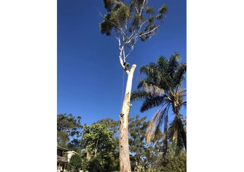 Trip no More with Professional Tree Stump Removal Service - 1/5