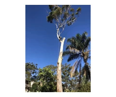 Trip no More with Professional Tree Stump Removal Service