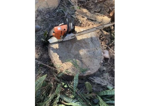 Trip no More with Professional Tree Stump Removal Service - 2/5