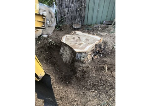 Trip no More with Professional Tree Stump Removal Service - 4/5