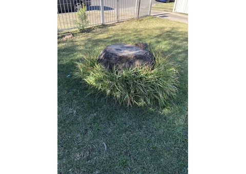 Trip no More with Professional Tree Stump Removal Service - 5/5