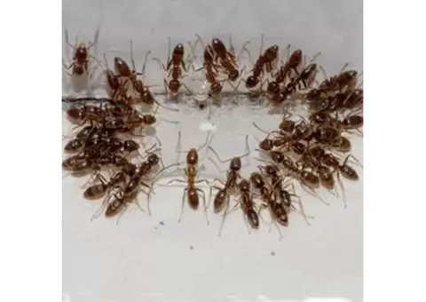 Dereks Bed Bugs Control Melbourne - 1/5