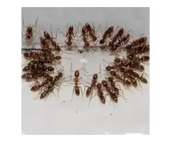 Dereks Bed Bugs Control Melbourne