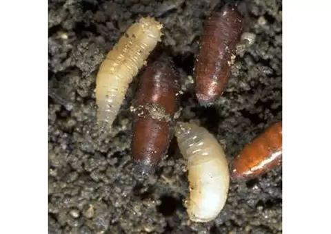 Dereks Bed Bugs Control Melbourne - 2/5