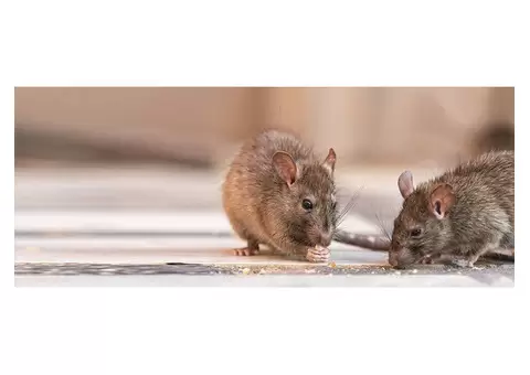 Effective Mice Removal Services in Melbourne for a Healthy Space