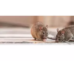Effective Mice Removal Services in Melbourne for a Healthy Space