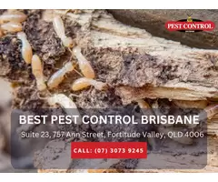 Trusted Pest Inspection Services Brisbane
