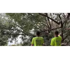 Stump Grinding Sydney