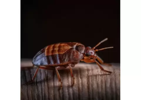 Mobile Wasp Control Brisbane - 1/5