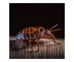 Mobile Wasp Control Brisbane