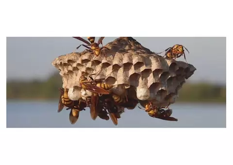 Mobile Wasp Control Brisbane - 4/5