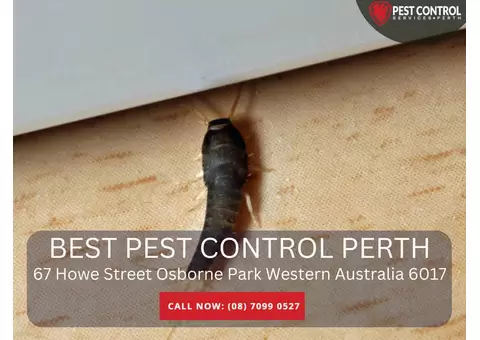 Pest Control North Perth – Comprehensive Pest Solutions