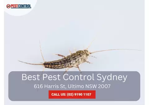 Best Pest Control Sydney – Reliable and Professional Pest Control Services