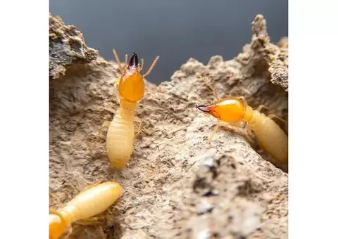 Flatline Pest Control - Termite Treatment Central Coast