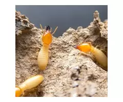 Flatline Pest Control - Termite Treatment Central Coast