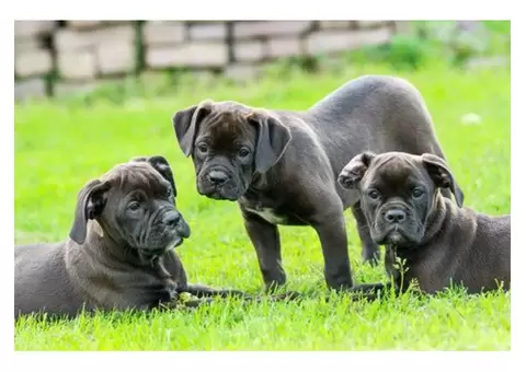 Best Organic Lawn Fertiliser