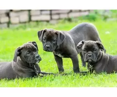 Best Organic Lawn Fertiliser