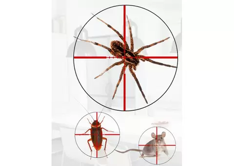 Pest Exterminators Brisbane – Expert Pest Extermination Services You Can Rely On