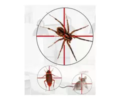 Pest Exterminators Brisbane – Expert Pest Extermination Services You Can Rely On