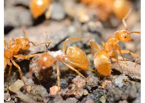 Canberra Pest Control Services – Reliable and Affordable Pest Control