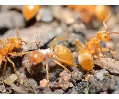 Canberra Pest Control Services – Reliable and Affordable Pest Control