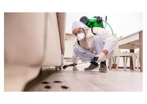Pest Exterminators Gold Coast – Expert Extermination Services for Your Property