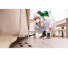 Pest Exterminators Gold Coast – Expert Extermination Services for Your Property