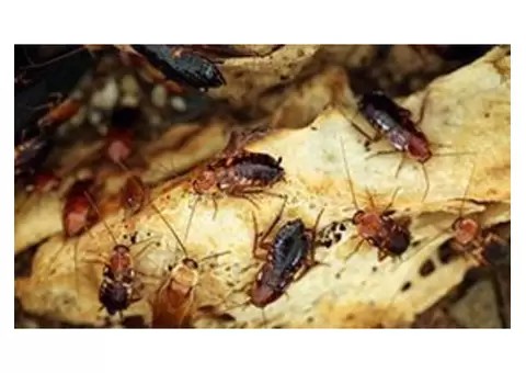 Pest Control Services Perth – Expert Solutions to Keep Your Property Pest-Free