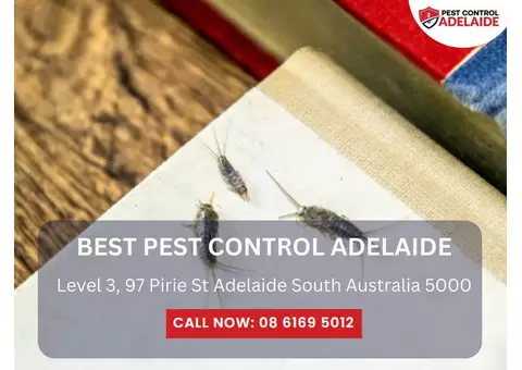 Pest Control Services in Adelaide – Trusted Solutions for Every Pest Problem