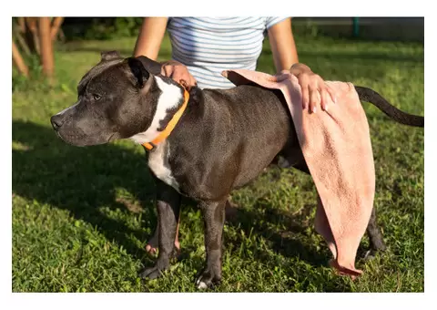 LifeWise Biotic Skin with Fish, Rice, and Vegetables for Dogs