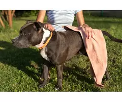 LifeWise Biotic Skin with Fish, Rice, and Vegetables for Dogs