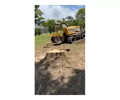 Tree & Stump Removal Gold Coast: Expert Services for Safe & Efficient Removal