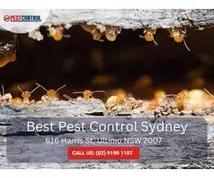 Pest Exterminators Sydney – Fast and Efficient Solutions