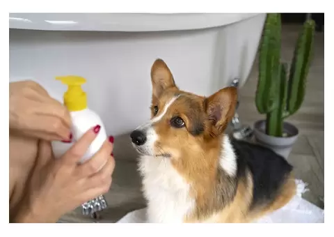 Why Is Omega-3 in LifeWise Biotic Skin Important for Dogs?
