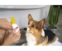 Why Is Omega-3 in LifeWise Biotic Skin Important for Dogs?