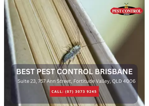 Pest Control Albany Creek – Trusted Pest Services