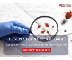 Pest Exterminators in My Area – Swift and Effective Solutions