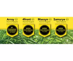 Premium Quality Grass Seeds for a Lush Lawn