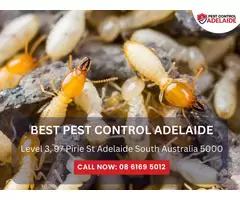 Pest Inspection Adelaide – Thorough & Reliable