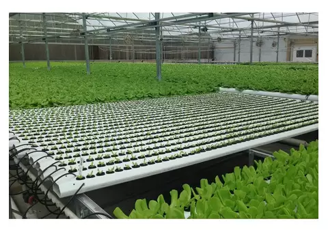 Hydroponic Lighting Gosford