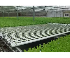 Hydroponic Lighting Gosford