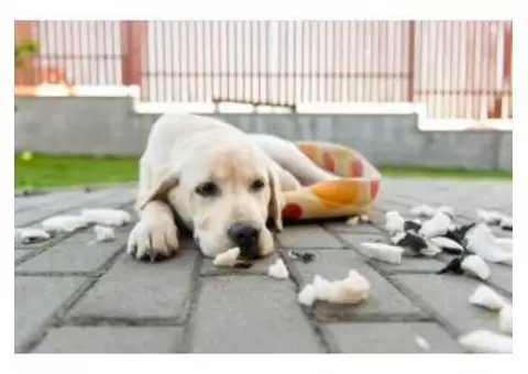 Best Puppy Schools in Perth